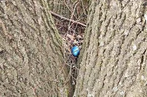 Ein blauer Ball liegt zwischen der Rinde und den Wurzeln eines Baumes, umgeben von Zweigen und Blättern.
