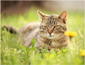 Bild enthält, Grass, Plant, Abyssinian, Animal, Cat, Mammal, Pet