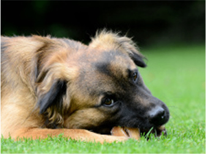 Bild enthält, Animal, Canine, Mammal, Dog, German Shepherd, Pet