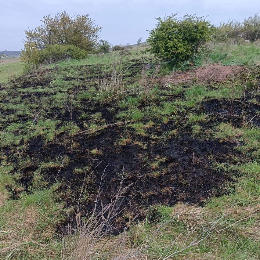 Eine Grasfläche mit einem verbrannten Bereich in der Mitte, umgeben von Büschen und Bäumen unter einem bewölkten Himmel.
