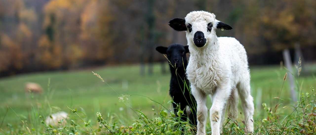 Bild enthält, Animal, Livestock, Mammal, Sheep, Countryside, Nature, Outdoors, Ranch, Field, Grassland