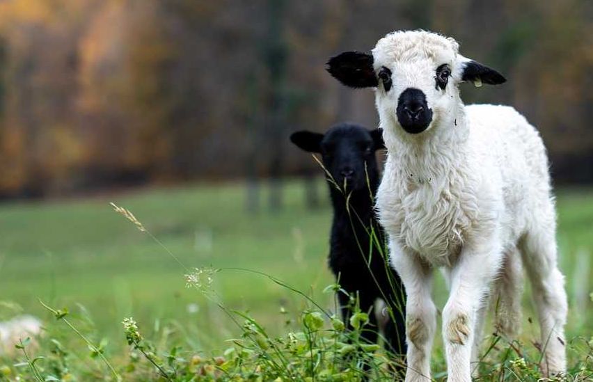 Bild enthält, Animal, Livestock, Mammal, Sheep, Countryside, Nature, Outdoors, Ranch, Field, Grassland