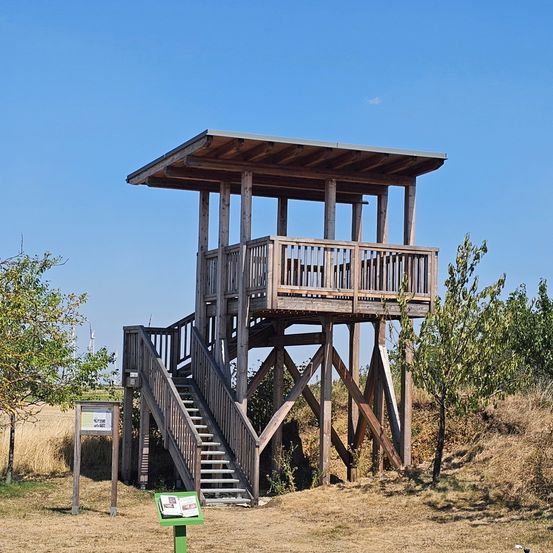 Ein hölzerner Aussichtsturm mit einer Treppe und einem Balkon, auf einem Hügel mit trockenem Gras und Bäumen.