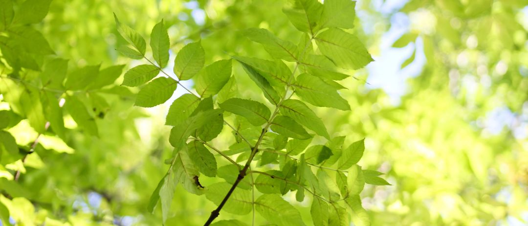 Nahaufnahme eines Baumzweigs mit üppigen grünen Blättern, die von weichem Sonnenlicht beleuchtet werden. Die Blätter sind dicht und leicht gewellt, was ein strukturiertes Aussehen erzeugt.
