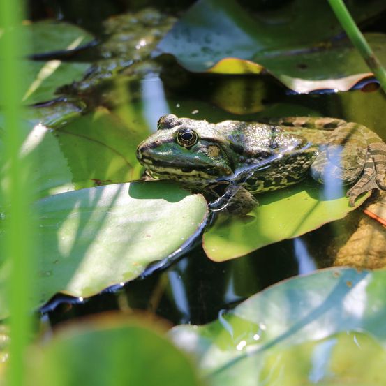 Frosch(2)(c)DIEGARTENTULLN_Buchinger
