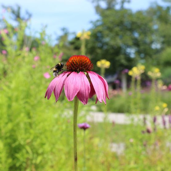 HummelSonnenhut(c)DIEGARTENTULLN_Buchinger