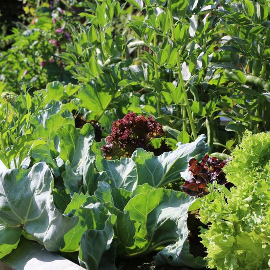 Gemsegarten(c)DIEGARTENTULLN_Buchinger