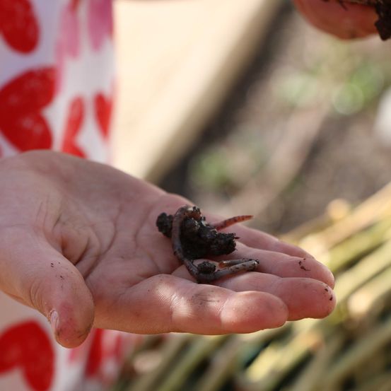 KindRegenwurm(c)DIEGARTENTULLN_Buchinger