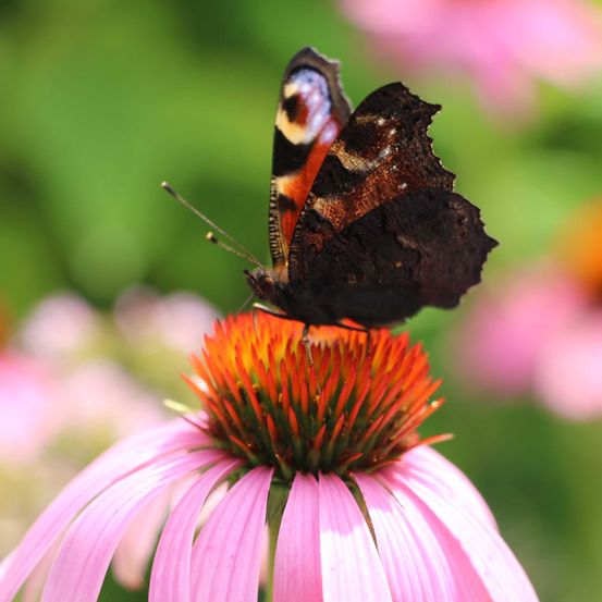 SchmetterlingTagpfauenaugeSonnenhut6(c)DIEGARTENTULLN_Buchinger