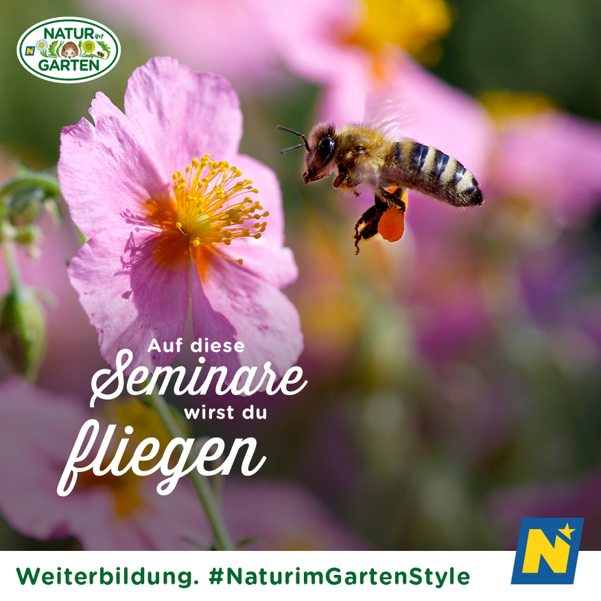 Bild enthält, Animal, Bee, Honey Bee, Invertebrate, Pollen, Apidae, Wasp, Bumblebee