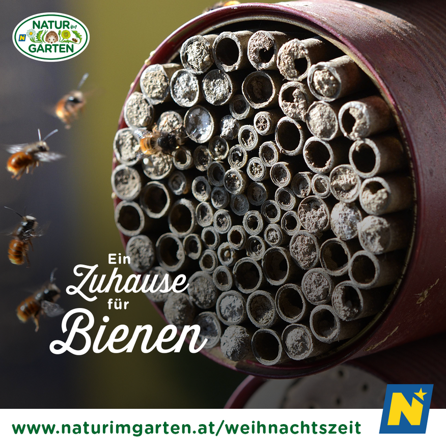 Bild enthält, Animal, Bee, Insect, Invertebrate, Wasp, Honey Bee
