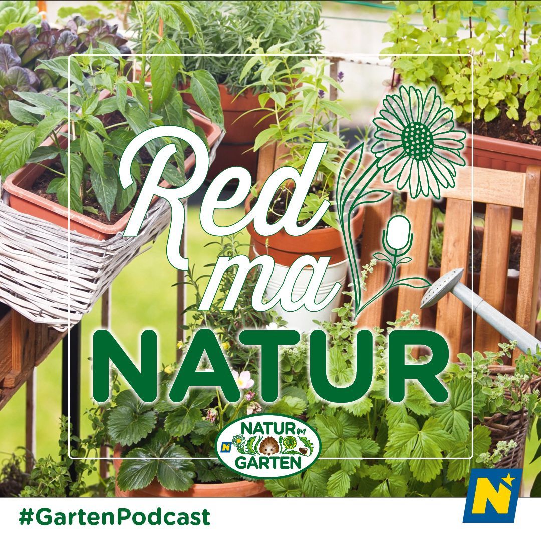 Bild enthält, Garden, Nature, Outdoors, Herbal, Herbs, Plant, Gardening, Potted Plant, Jar, Planter