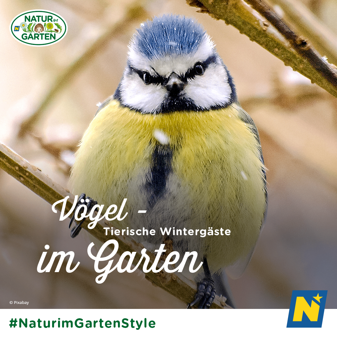 Bild enthält, Animal, Bird, Jay, Finch