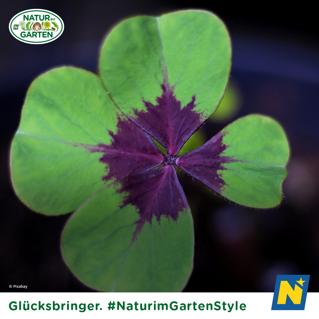 Bild enthält, Leaf, Plant, Purple, Flower, Geranium, Petal