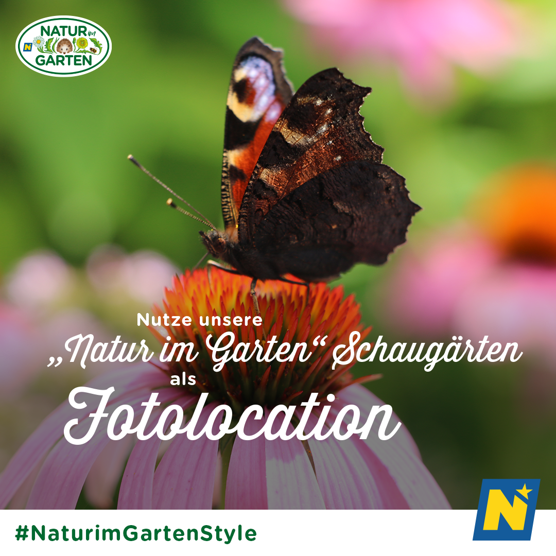 Bild enthält, Animal, Insect, Invertebrate, Butterfly