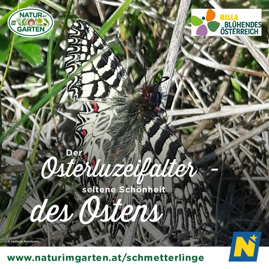 Bild enthält, Animal, Butterfly, Insect, Invertebrate