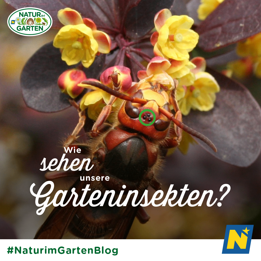 Bild enthält, Animal, Bee, Insect, Invertebrate, Wasp, Honey Bee, Plant, Apidae