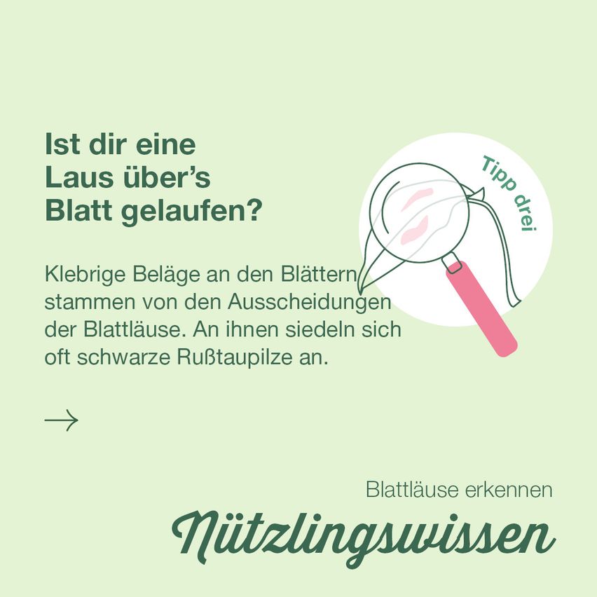 Blattlaus9