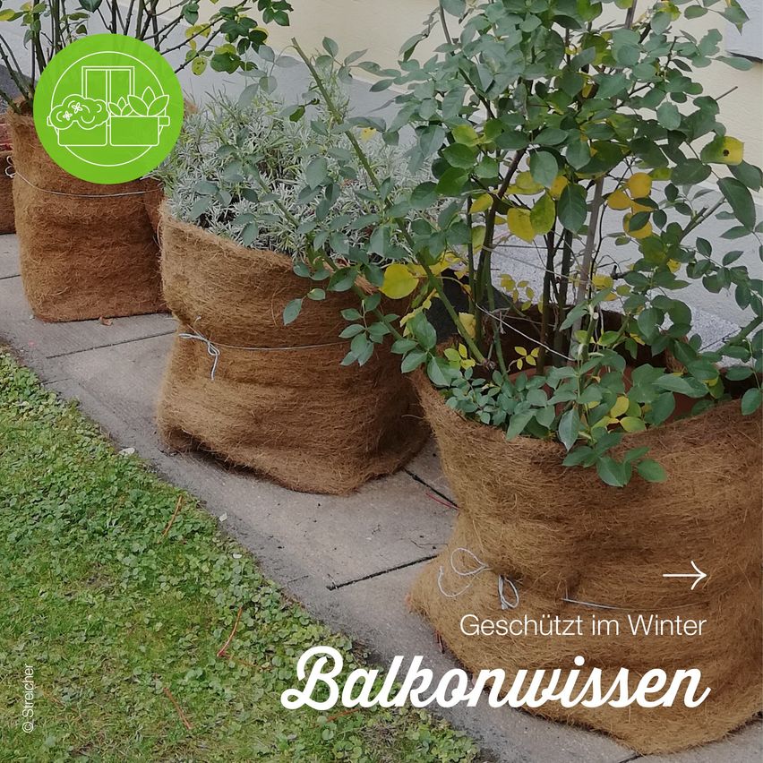 Drei Pflanzen in Jutesäcken auf einem Betonweg mit Textüberlagerung, die 'Balkonwissen' und 'Geschützt im Winter' liest