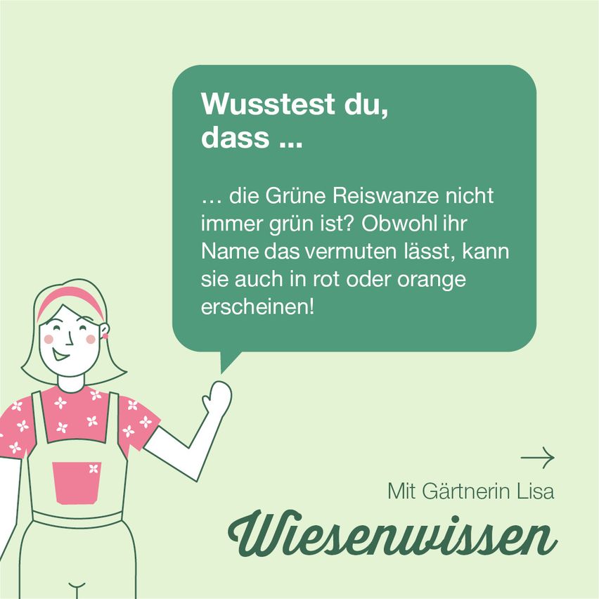Ein Infographic mit der Gärtnerin Lisa und einem Sprechblase, der sagt 'Wusstest du, dass... die Grüne Reiswanze nicht immer grün ist?'.