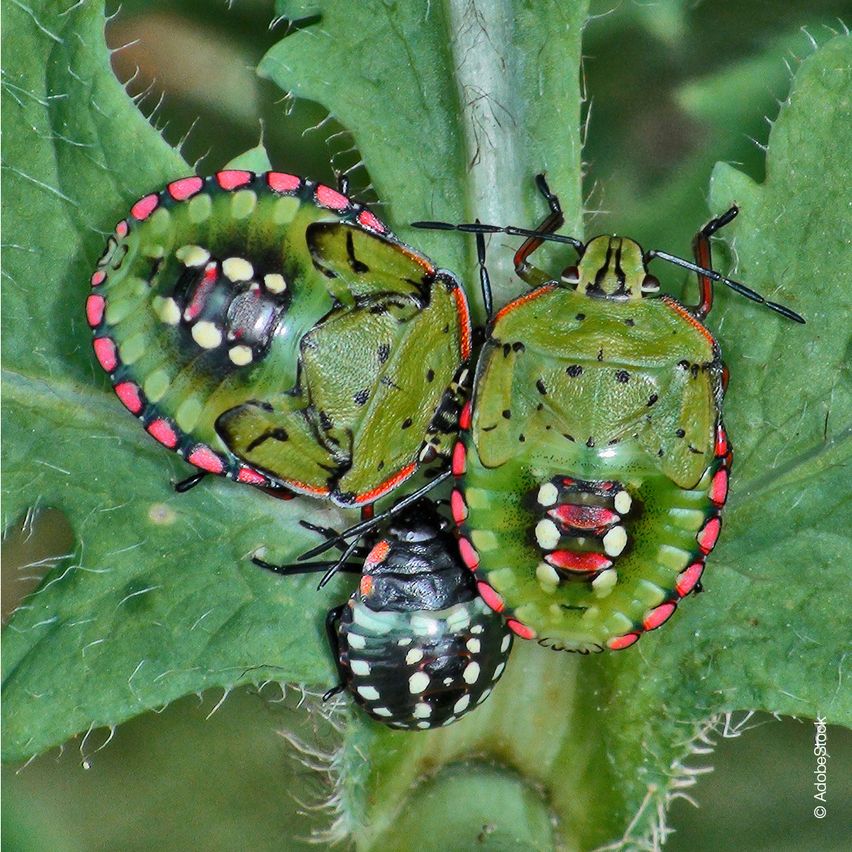 Drei grüne Schildwanzen mit roten Rändern und weißen Flecken ruhen auf einem grünen Blatt.