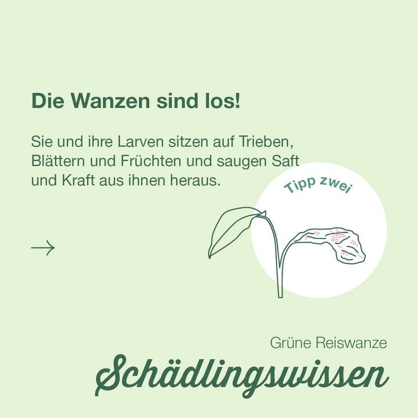 Ein grünes Poster mit Text, der besagt, dass die grüne Reisersaphide Ärger macht. Die Insekten und ihre Larven sitzen auf Trieben, Blättern und Früchten und saugen Saft und Kraft aus ihnen heraus. Eine Zeichnung einer betroffenen Pflanze ist abgebildet.