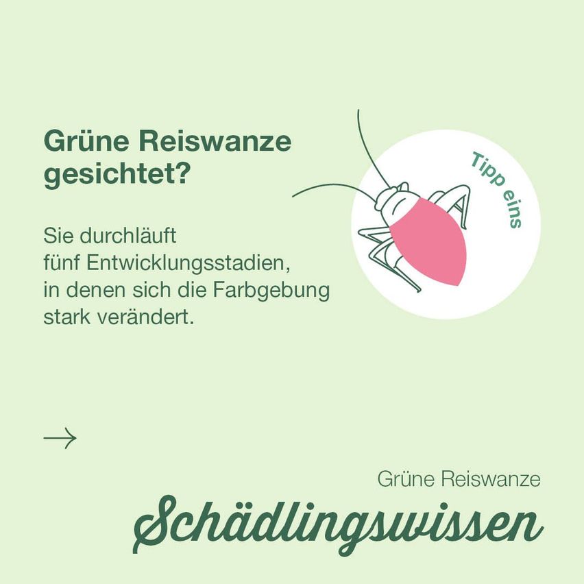 Das Bild zeigt einen grünen Hintergrund mit Text und einer Illustration eines Reiswanzen. Es wird erklärt, dass die Reiswanze fünf Entwicklungsstadien durchläuft, in denen sich ihre Farbe stark verändert. Das Bild hat ein Tipp-Symbol.