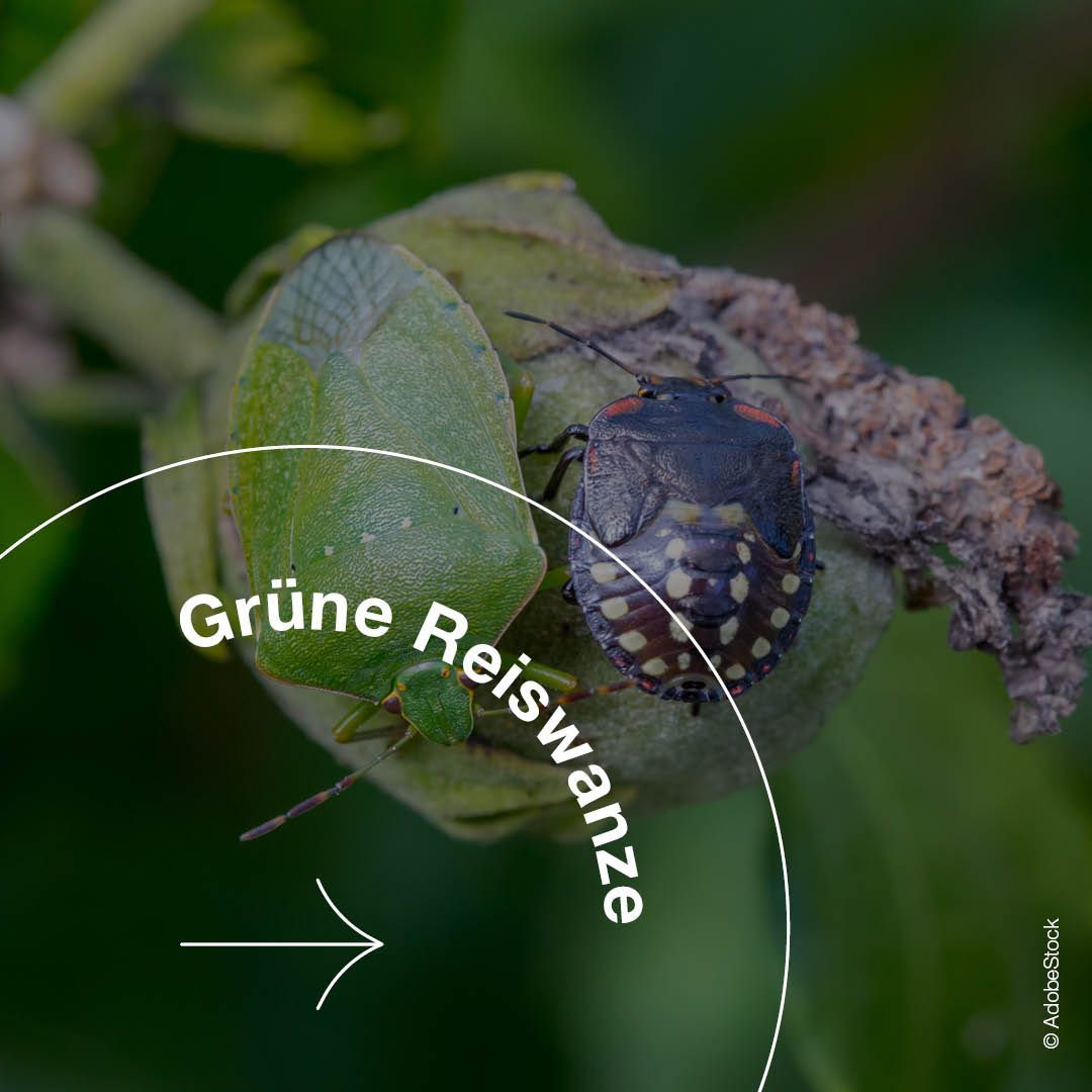 Zwei Insekten, eine grüne und eine schwarze mit roten Flecken, befinden sich auf einem Blatt. Das grüne Insekt ist größer. Das Bild hat einen weißen Rand und eine Textüberlagerung mit der Aufschrift 'Grüne Reiswanze'.
