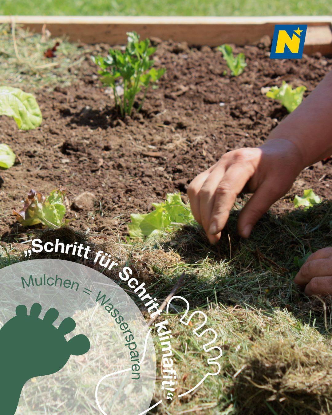 Eine Person ist beim Gärtnern in einem Erdbeet zu sehen, wo sie Pflanzen pflegt, mit einem Wasserzeichen, das 'Schritt für Klima' und 'Mulchen = Wasser sparen' anzeigt.