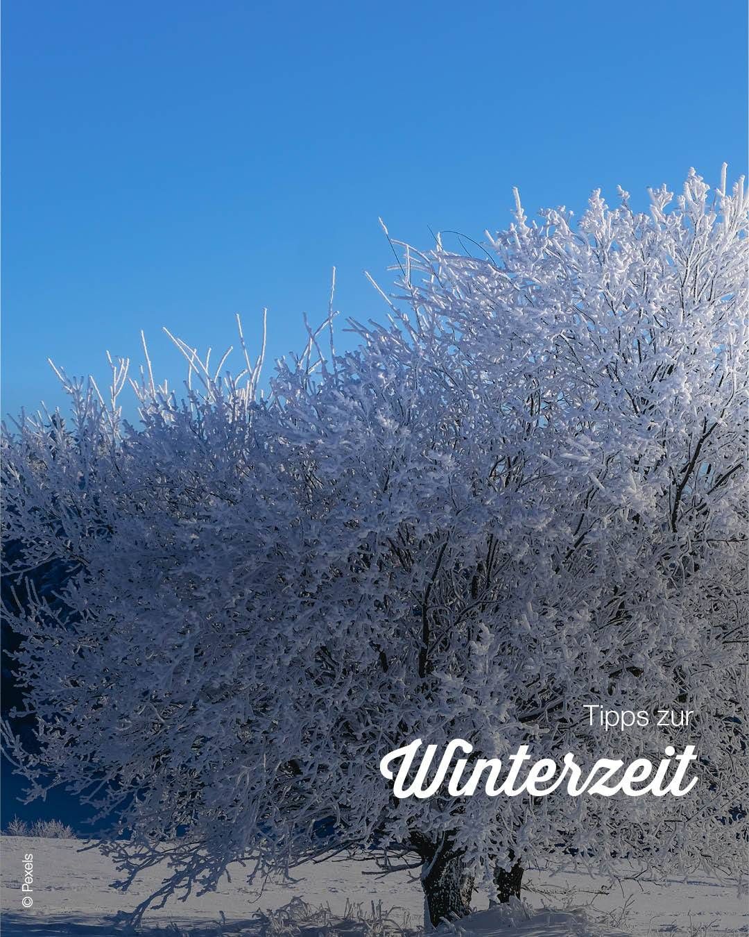 Ein schneebedeckter Baum mit Zweigen, die nach oben ragen, vor einem klaren blauen Himmel. Unter dem Baum sind die Worte 'Tipps zur Winterzeit' zu sehen.