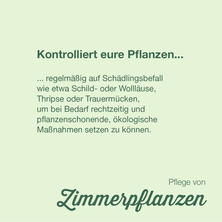 Kontrolliert eure Pflanzen... regelmäßig auf Schädlingsbefall wie etwa Schild- oder Wollläuse, Thripse oder Spinnmilben, um bei Bedarf rechtzeitig und pflanzenschonende, ökologische Maßnahmen setzen zu können.