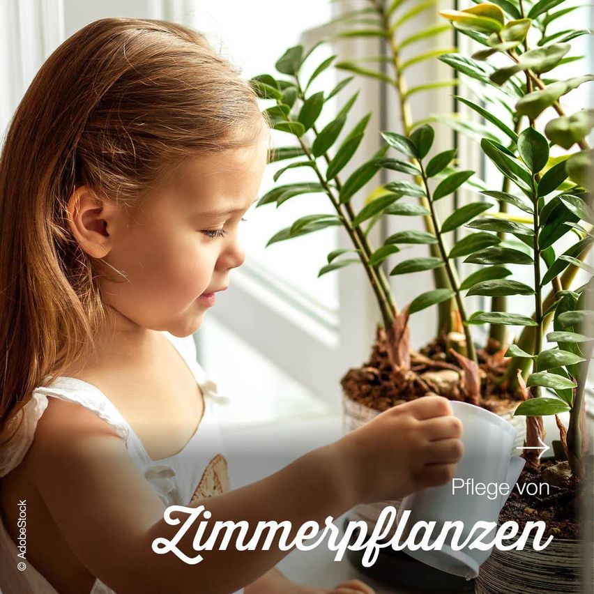 Ein junges Mädchen schaut auf eine Topfpflanze und hält eine Tasse Wasser in der Hand, wahrscheinlich um sie zu gießen. Das Bild hat einen Wasserzeichen mit dem Text 'Pflege von Zimmerpflanzen' und einem Logo.