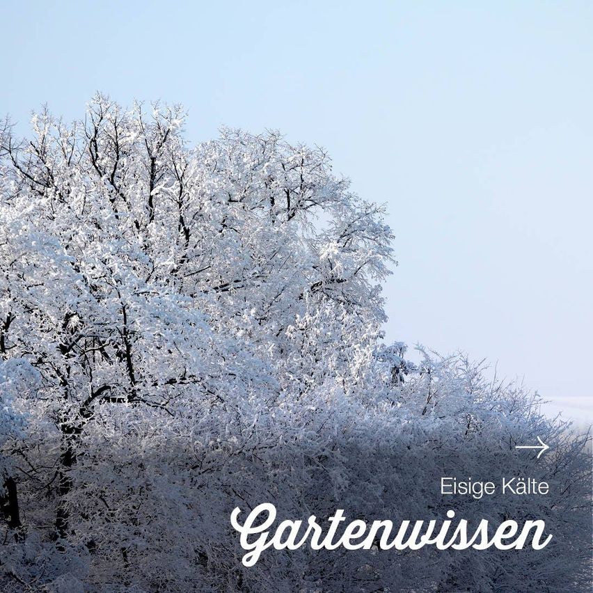 Ein mit Schnee bedeckter Baum mit Himmel darüber. Die Worte 'Eisige Kälte' und 'Gartenwissen' sind sichtbar.