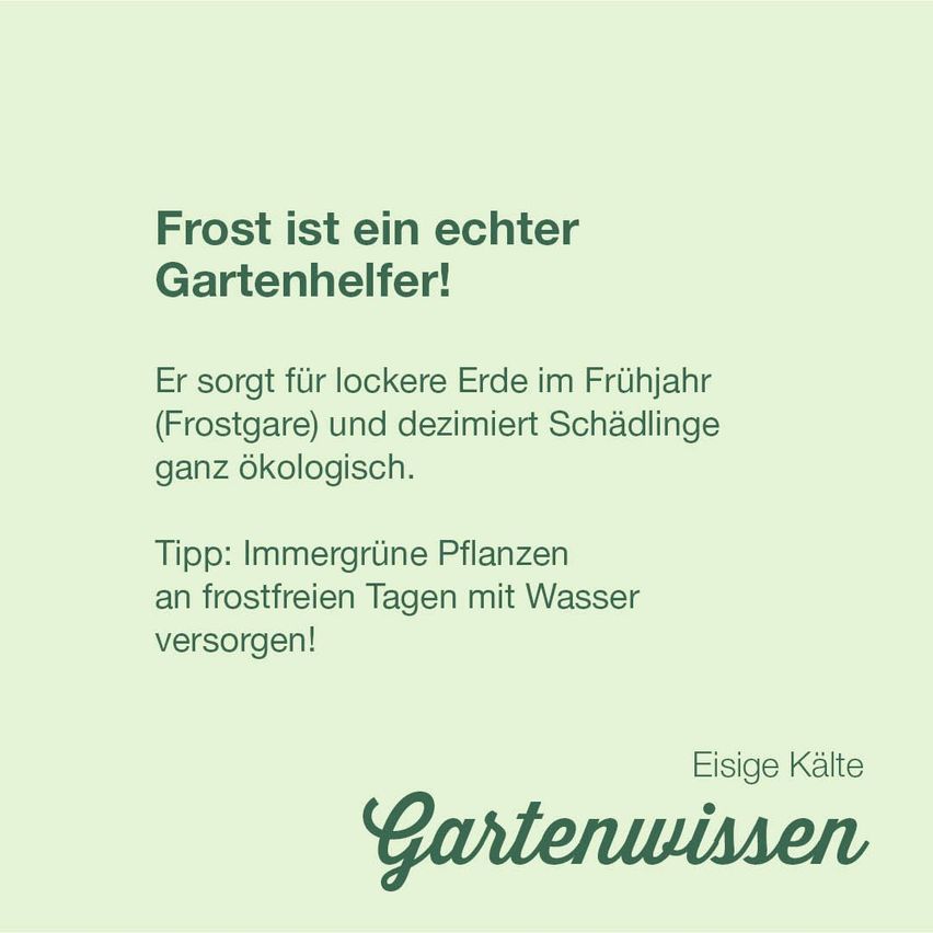 Ein grüner Hintergrund zeigt den Text: 'Frost ist ein echter Gartenhelfer!' Es wird erklärt, dass Frost den Boden im Frühling lockert (Frostpflege) und Schädlinge ökologisch kontrolliert. Tipp: Immergrüne Pflanzen an frostfreien Tagen mit Wasser versorgen! 'Eisige Kälte Gartenwissen' steht unten.