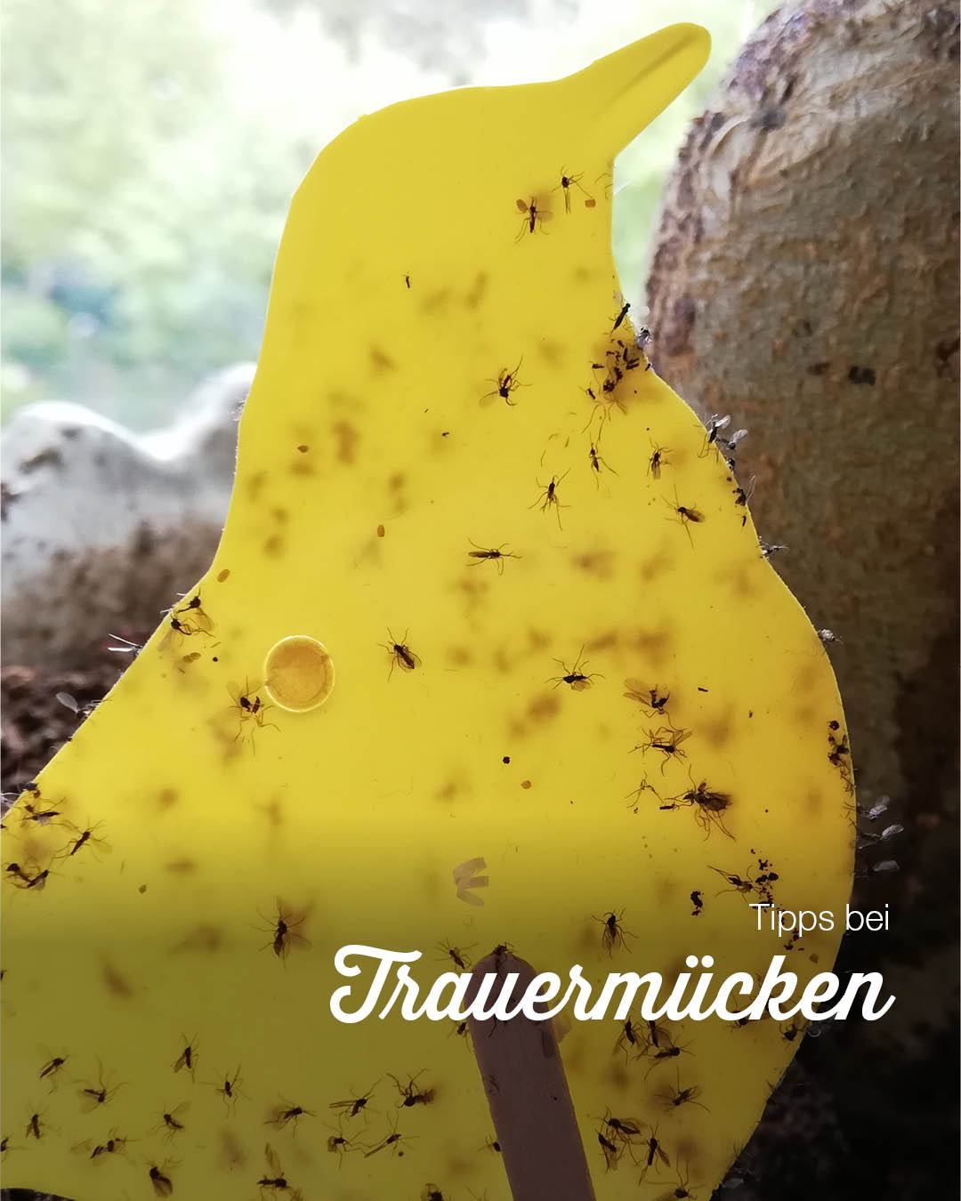 A yellow triangular object with many small insects on it. It has a hole in the center. The background is blurry, with a rock and some greenery.