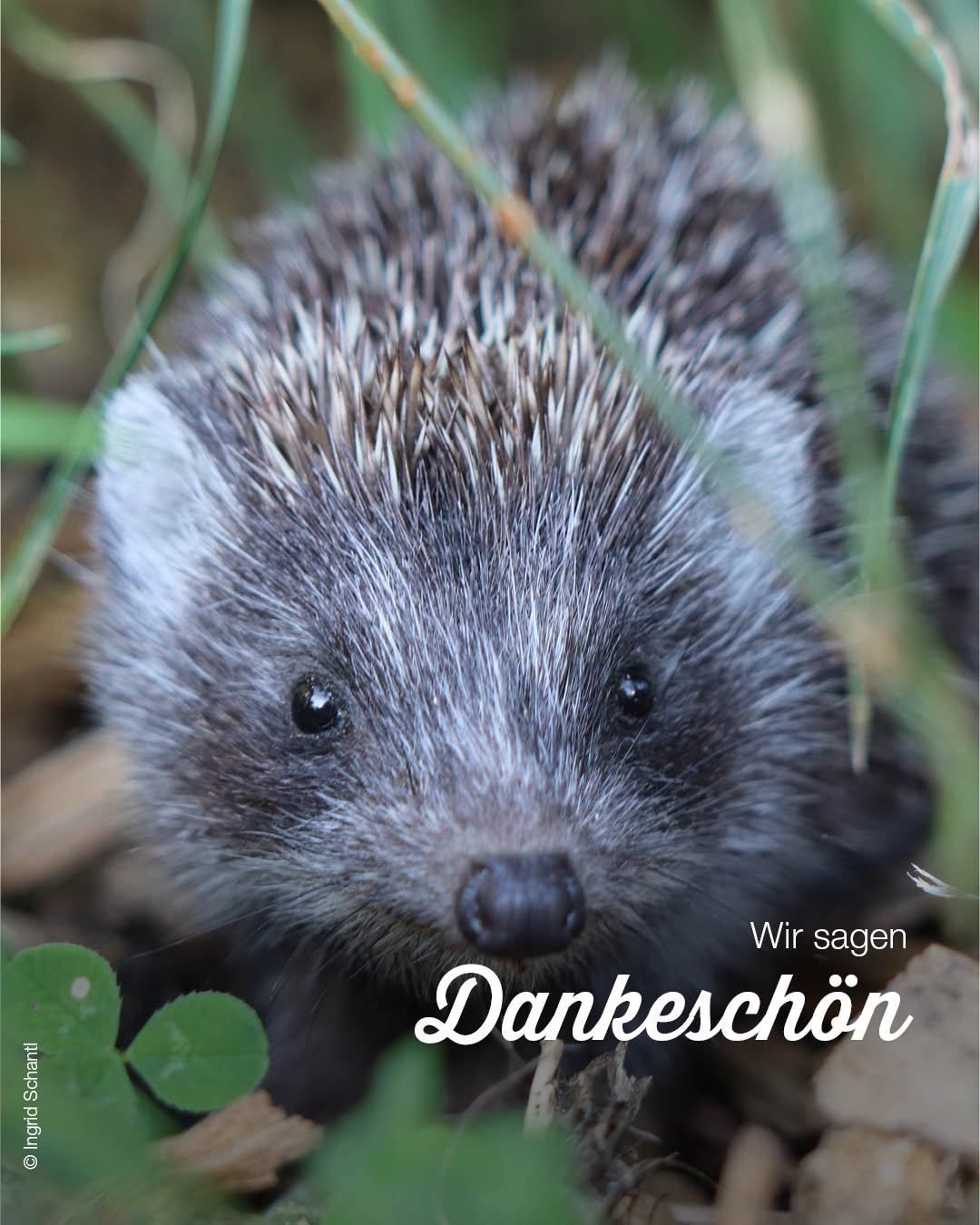 Ein Nahaufnahme eines Igels in einem Grasbereich mit dem Text 'Wir sagen Dankeschön' im Bild.