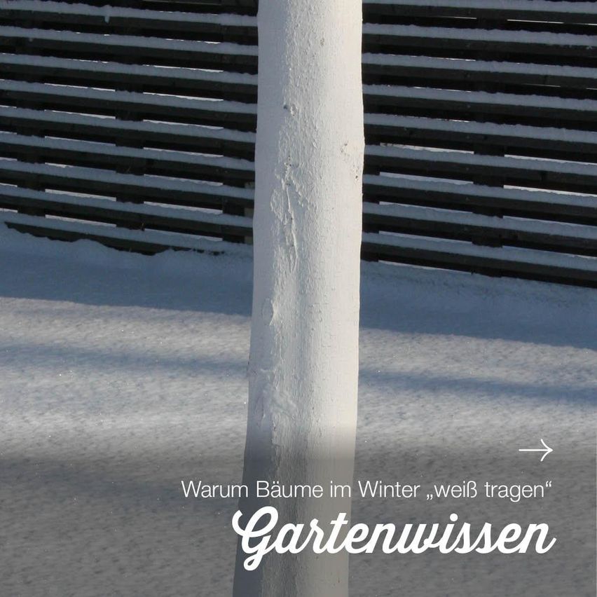 NIG_Wissenweianstrich