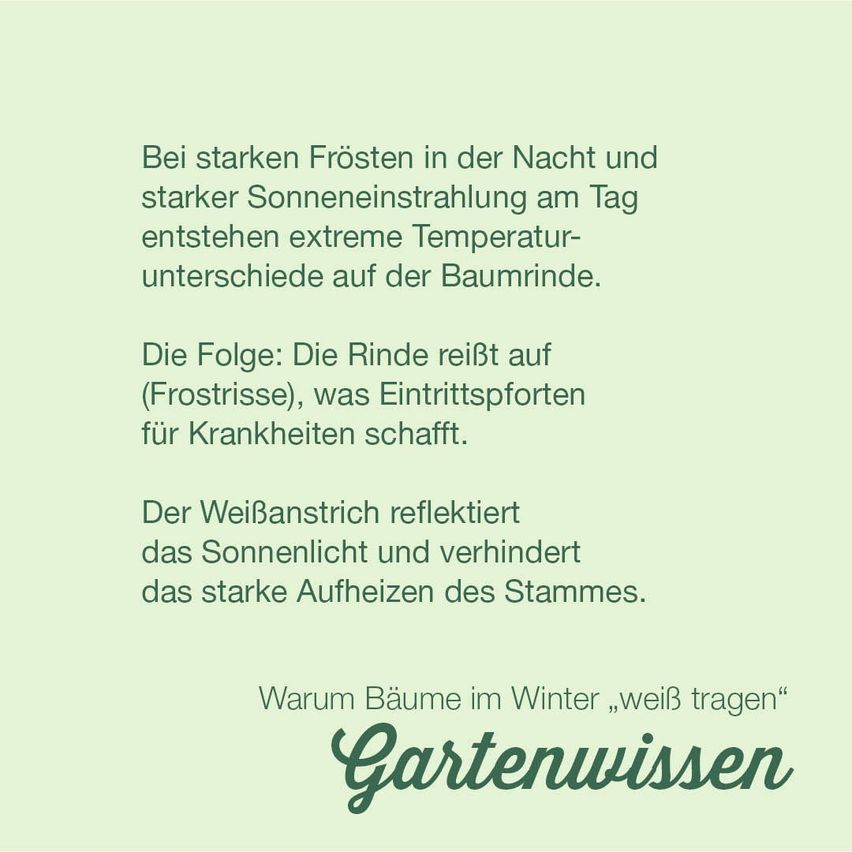 Bei starken Frösten in der Nacht und starker Sonneneinstrahlung am Tag entstehen extreme Temperatur-unterschiede auf der Baumrinde. Die Folge: Die Rinde reißt auf (Frostrisse), was Eintrittsporten für Krankheiten schafft. Der Weißanstrich reflektiert das Sonnenlicht und verhindert das starke Aufheizen des Stammes. Warum Bäume im Winter weiß tragen, "Gartenwissen".