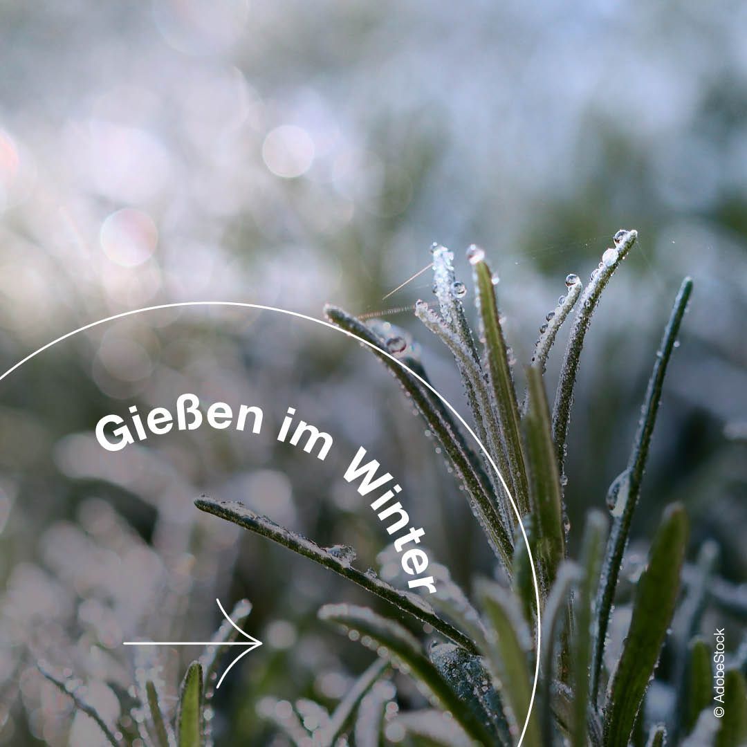 Ein Nahaufnahme einer mit Frost und Wassertropfen bedeckten Pflanze. Der Hintergrund ist unscharf mit einem Wasserzeichen in der unteren rechten Ecke.