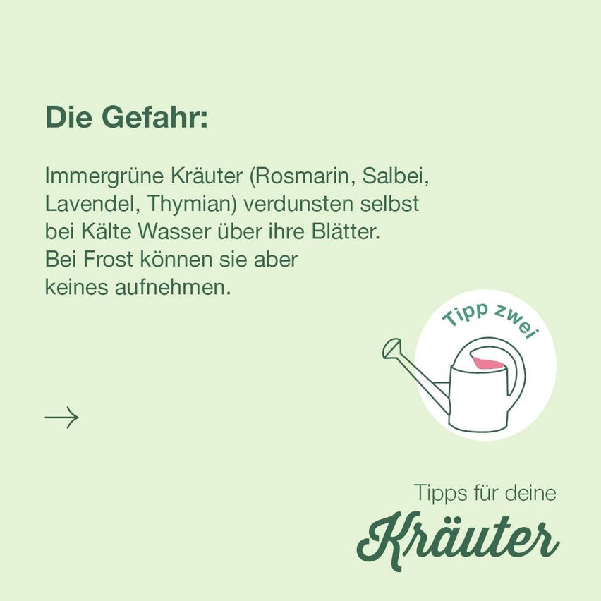 Das Bild zeigt einen Textkasten mit dem Titel 'Die Gefahr', der vor den Gefahren von Frost für immergrüne Kräuter warnt. Es enthält ein kleines Gießkannen-Symbol und einen nach rechts weisenden Pfeil.