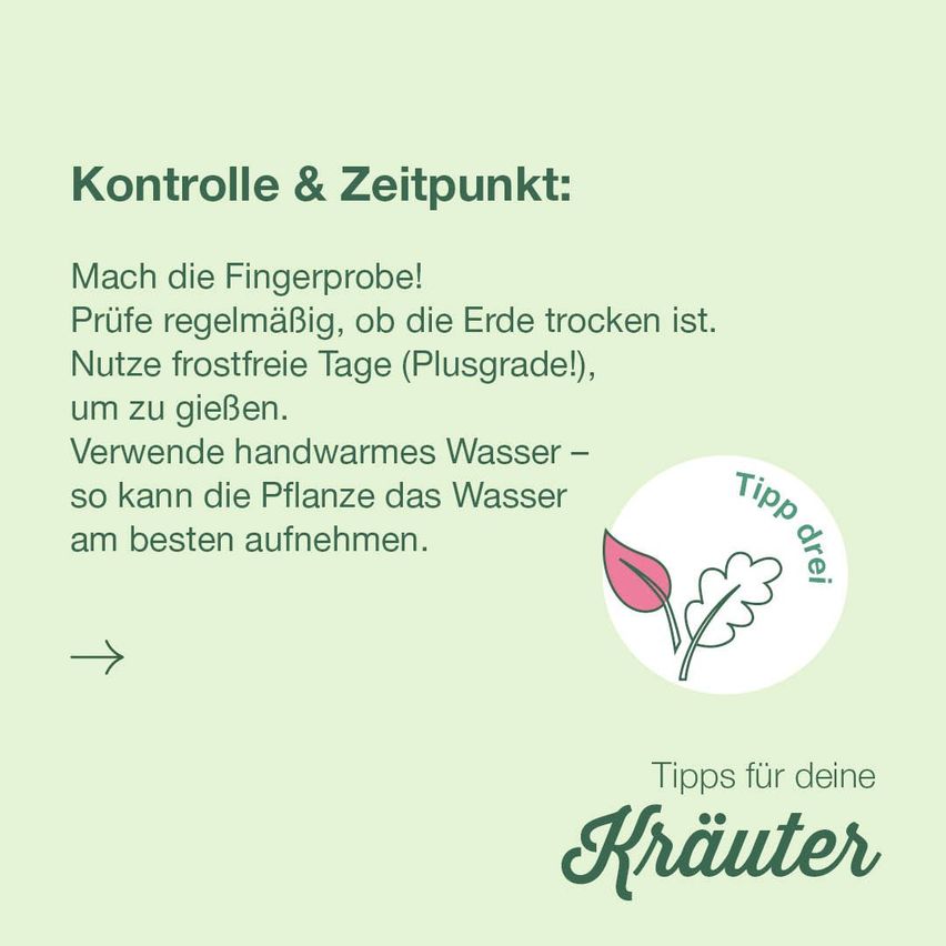 NIG_Kruterwissengieenwinter8