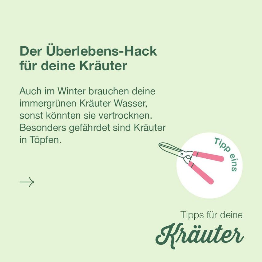 Ein grünes Plakat mit dem Titel 'Der Überlebens-Hack für deine Kräuter'. Es hat eine Schere und einen Text, der lautet 'Auch im Winter brauchen deine immergrünen Kräuter Wasser, sonst könnten sie verdorren. Besonders gefährdet sind Kräuter in Töpfen.' Das Bild hat einen weißen Pfeil nach rechts.