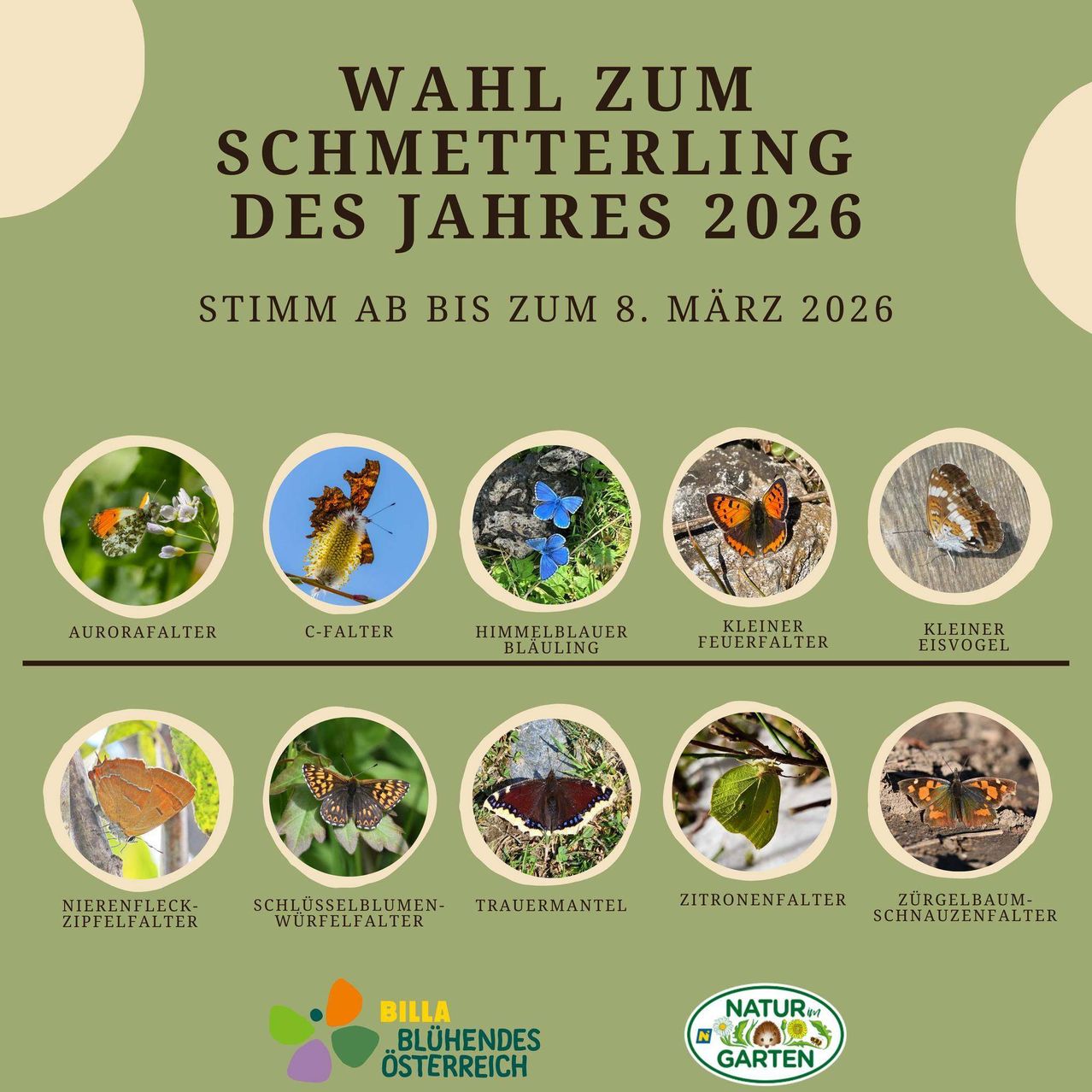 Plakat zur Wahl des Schmetterlings des Jahres 2026. Die Abstimmung ist bis zum 8. März 2026 offen. Neun Schmetterlingsarten werden mit ihren Bildern und Namen gezeigt.