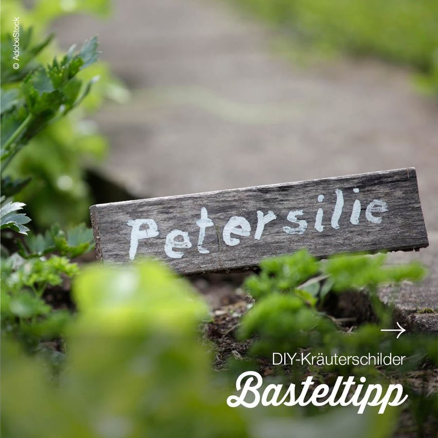 Ein Holzschild mit 'Petersilie' steht zwischen Petersilienpflanzen. Der Schild liegt auf einem staubigen Pfad mit unscharfem Hintergrund. Das Bild hat einen Wasserzeichen mit 'DIY-Krauterschilder Basteltipp' unten.