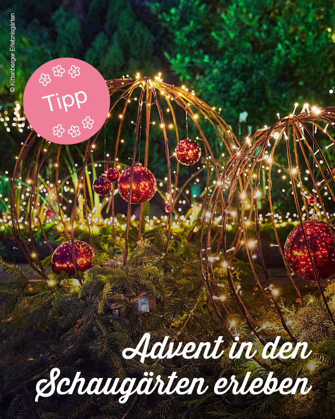 A circular pink sign with the word 'Tipp' in white font. Decorated with Christmas lights and red balls. A blurry background with green plants. The words 'Advent in den' are written in white font.