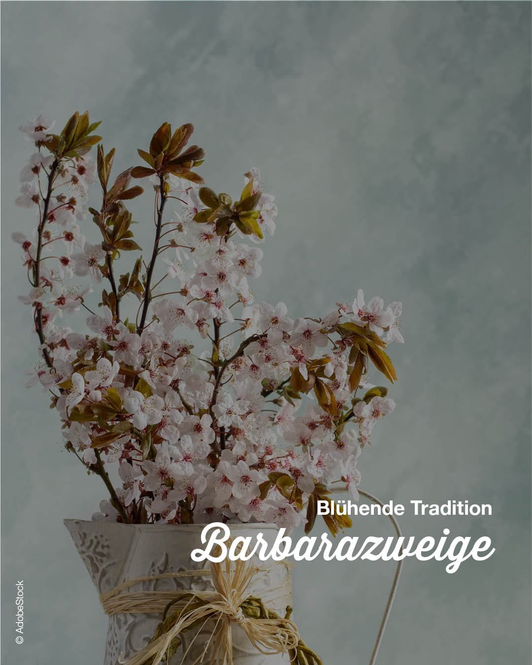 Ein Nahaufnahme einer Vase mit blühenden Kirschblüten vor grauem Hintergrund. Die Vase hat ein dekoratives Design. Der Text lautet 'Bluhende Tradition Barbarazweige'.