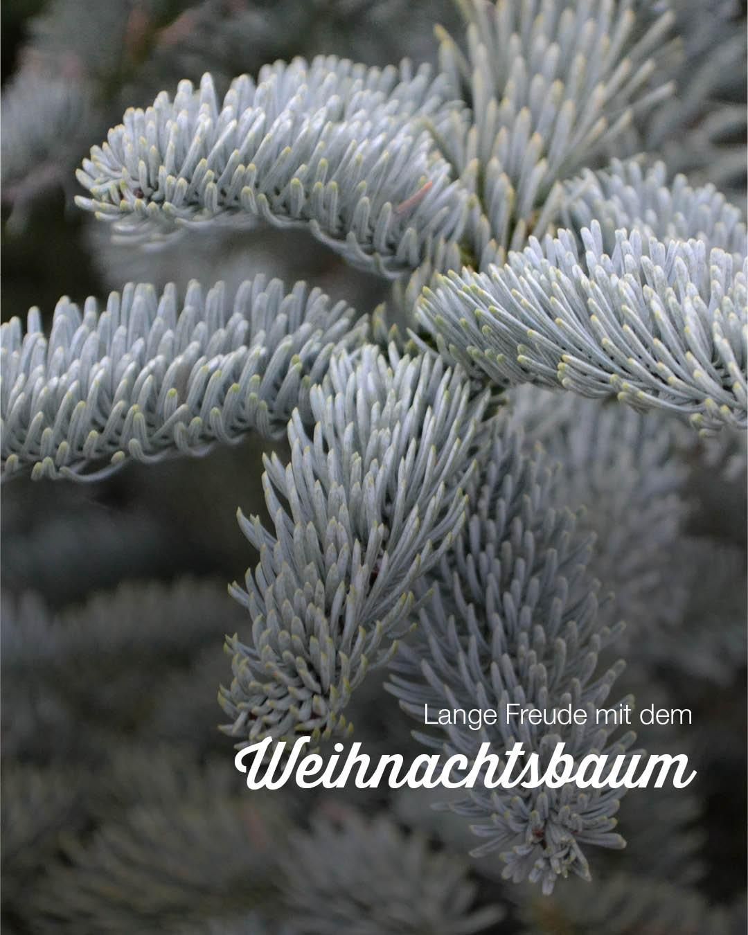 Ein Nahaufnahme einer Blaufichte mit Textüberlagerung, die 'Lange Freude mit dem Weihnachtsbaum' lautet. Die Nadeln sind glänzend und grün, mit einem Hauch von Gelb. Der Hintergrund ist unscharf, mit einer dunklen grünen Farbe.