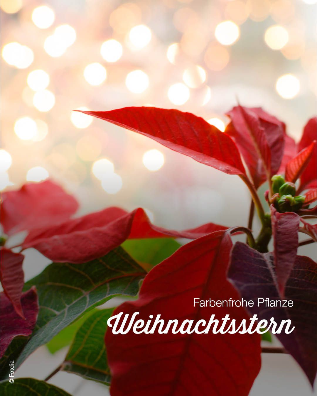 Ein Nahaufnahme von roten Weihnachtsstern-Pflanzenblättern mit grünen Stielen vor einem verschwommenen Hintergrund mit weichen, leuchtenden Lichtern. Der Text 'Farbenfrohe Pflanze' und 'Weihnachtsstern' ist in Weiß geschrieben.