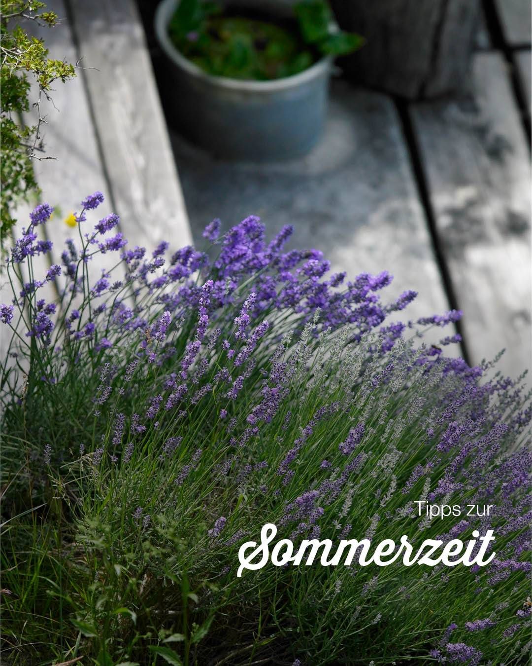 A close-up of lavender flowers with green stems on a wooden deck, surrounded by plants and a blurry background. Text reads 'Tips for summer time'.
