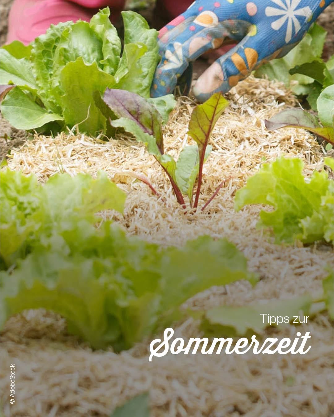 Eine Person in Handschuhen kümmert sich um einen Garten mit grünem Blattwerk und Strohmulch. Das Bild hat einen Wasserzeichen mit dem Text 'Tipps zur Sommerzeit.'
